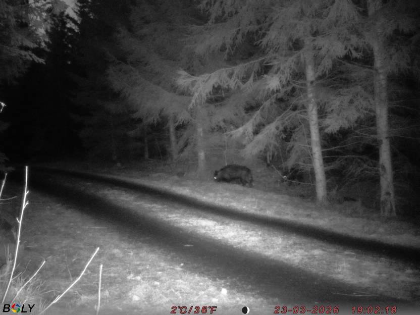 Bild från STORATRÄA