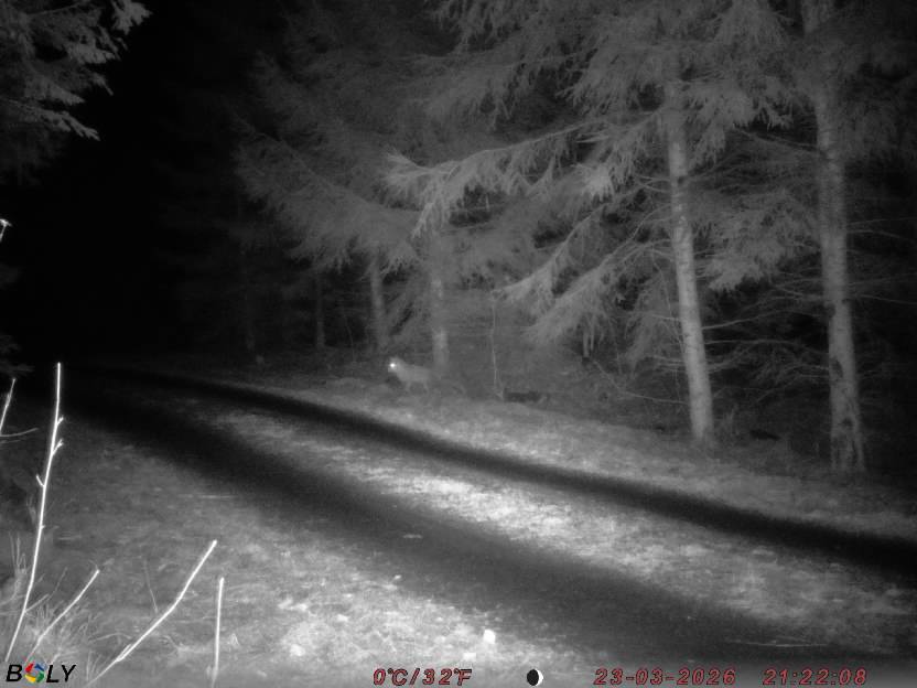 Bild från STORATRÄA