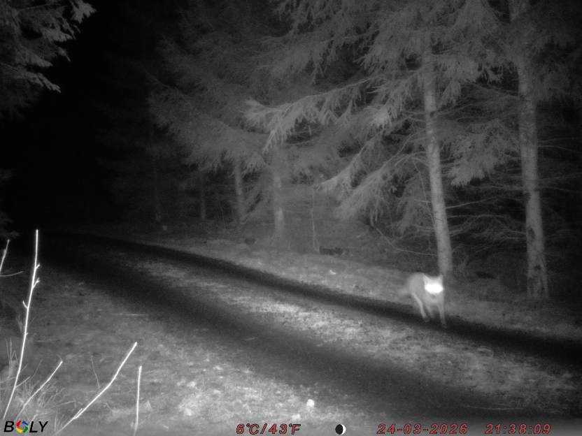 Bild från STORATRÄA