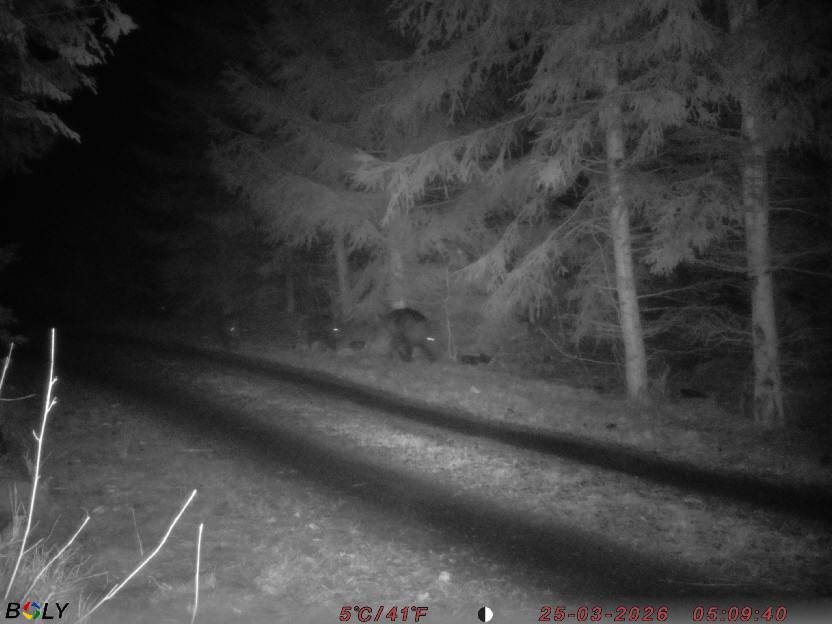 Bild från STORATRÄA