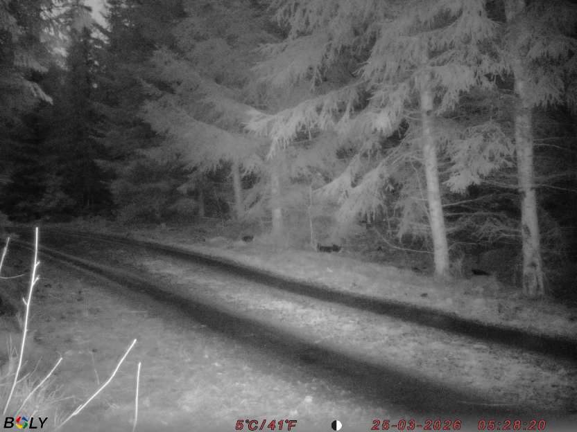 Bild från STORATRÄA