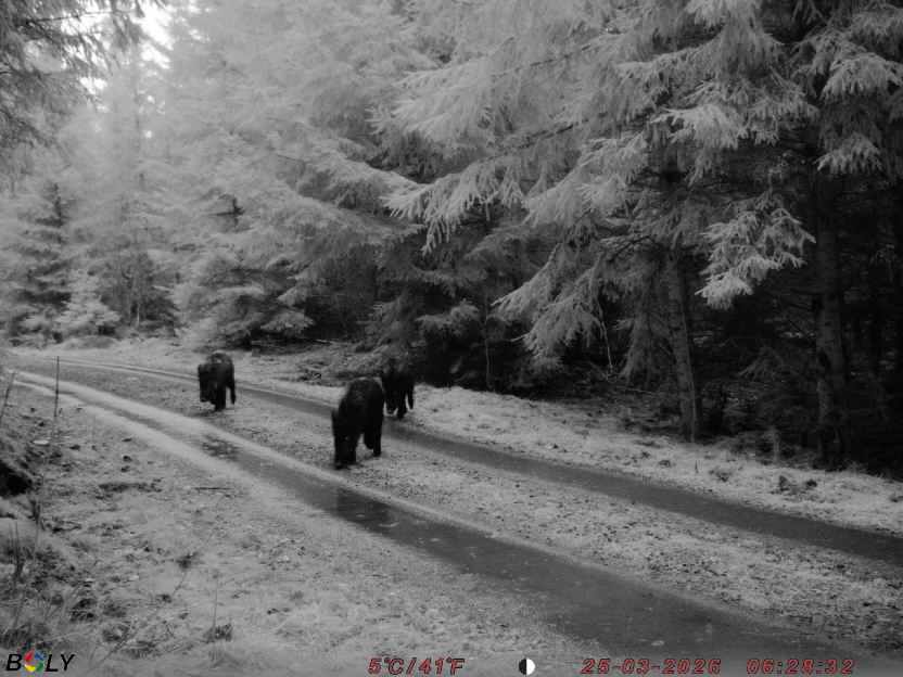 Bild från STORATRÄA