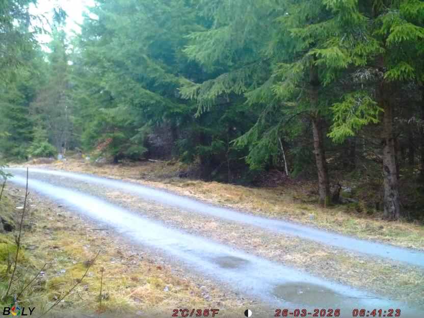 Bild från STORATRÄA