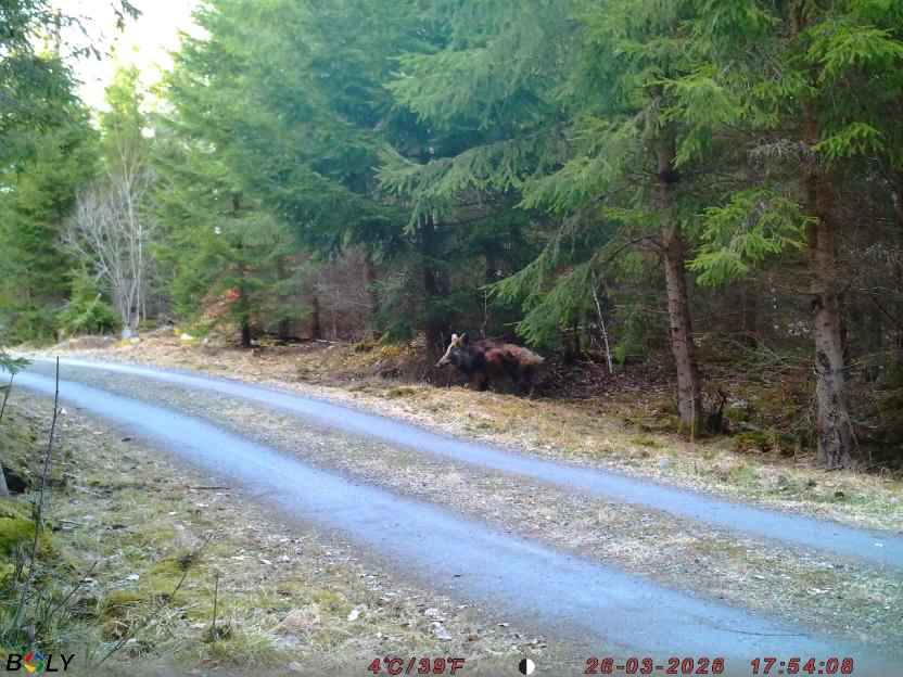 Bild från STORATRÄA