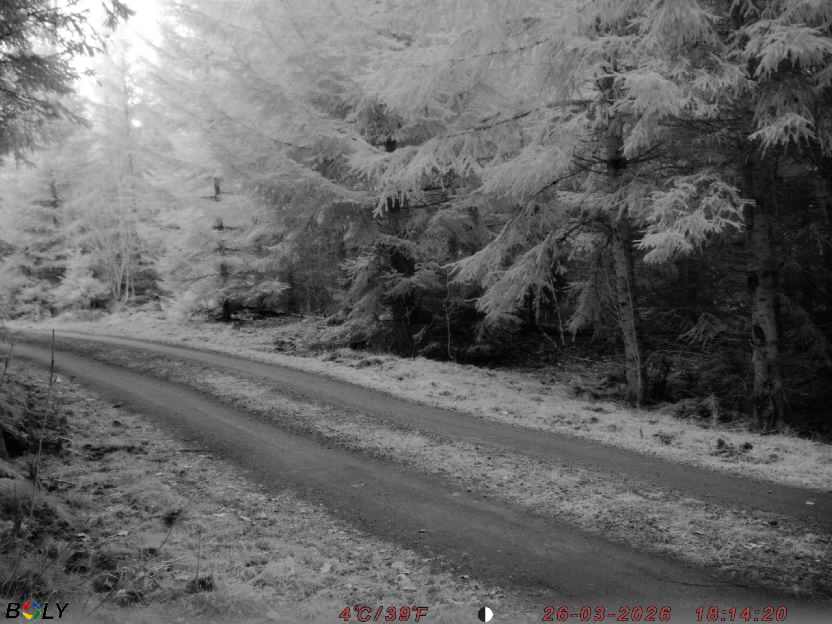 Bild från STORATRÄA