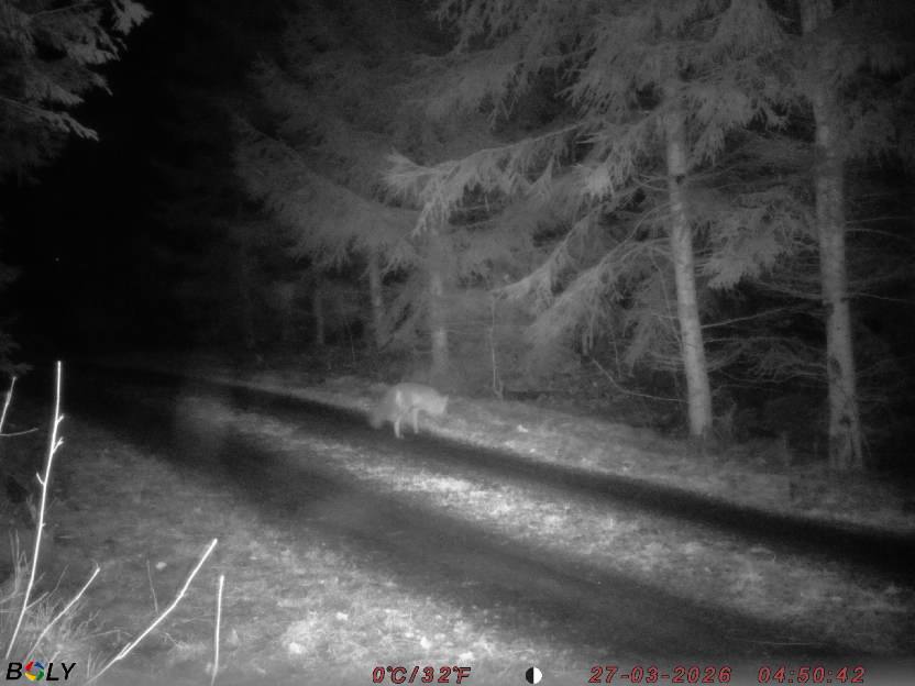 Bild från STORATRÄA