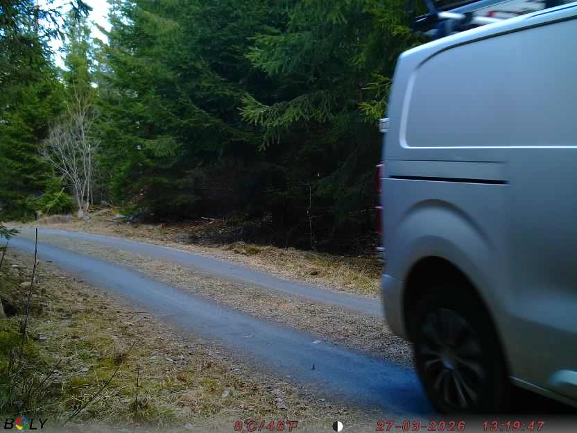 Bild från STORATRÄA