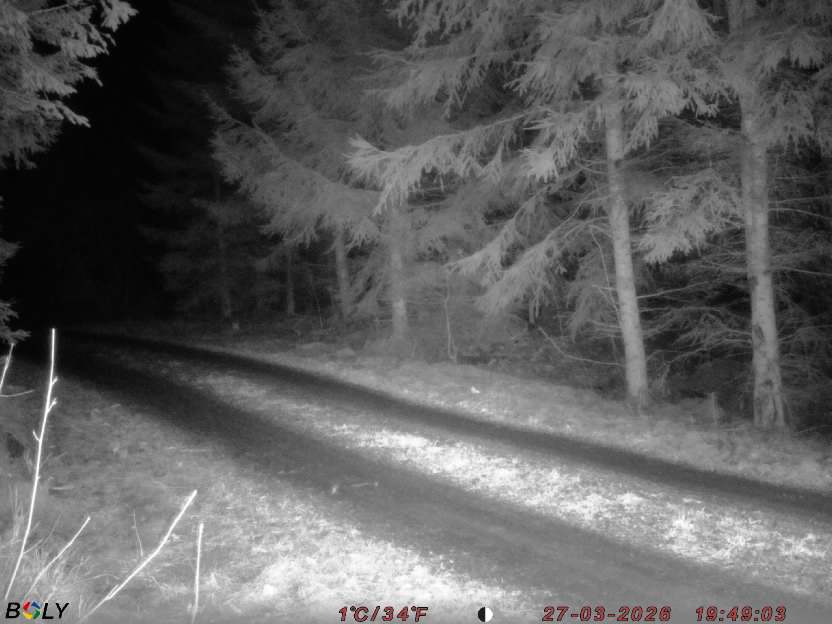 Bild från STORATRÄA