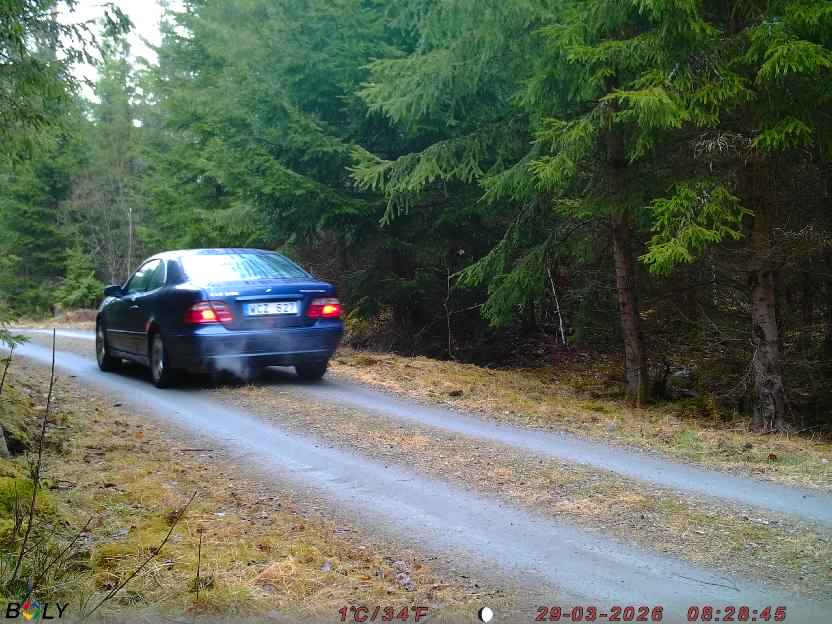 Bild från STORATRÄA