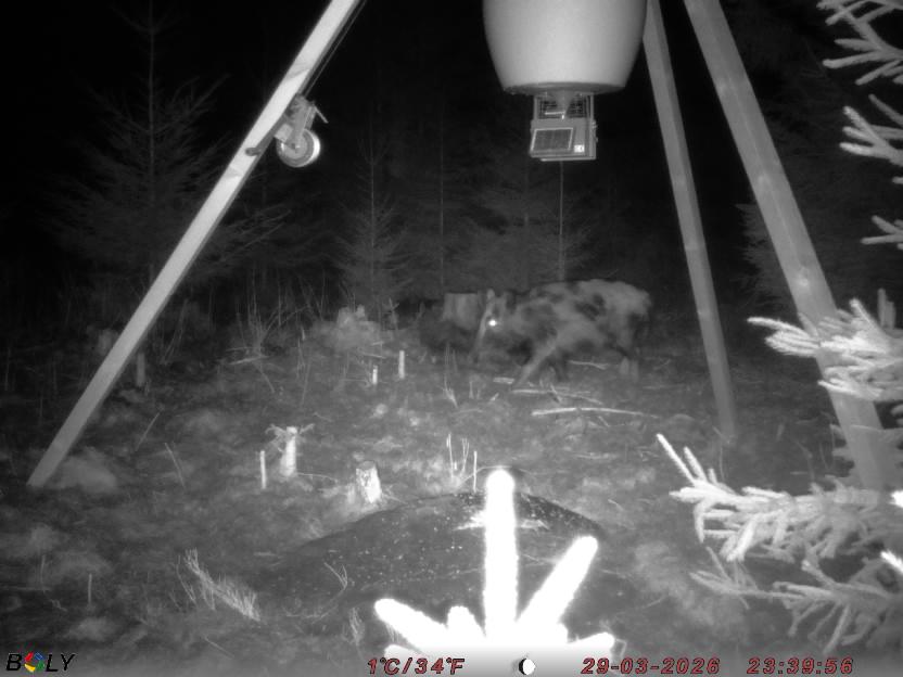 Bild från STORATRÄA