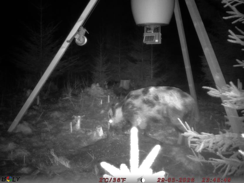 Bild från STORATRÄA