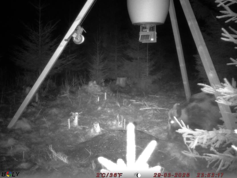 Bild från STORATRÄA