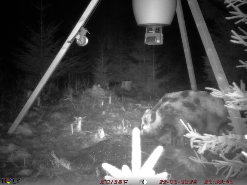 Bild från STORATRÄA