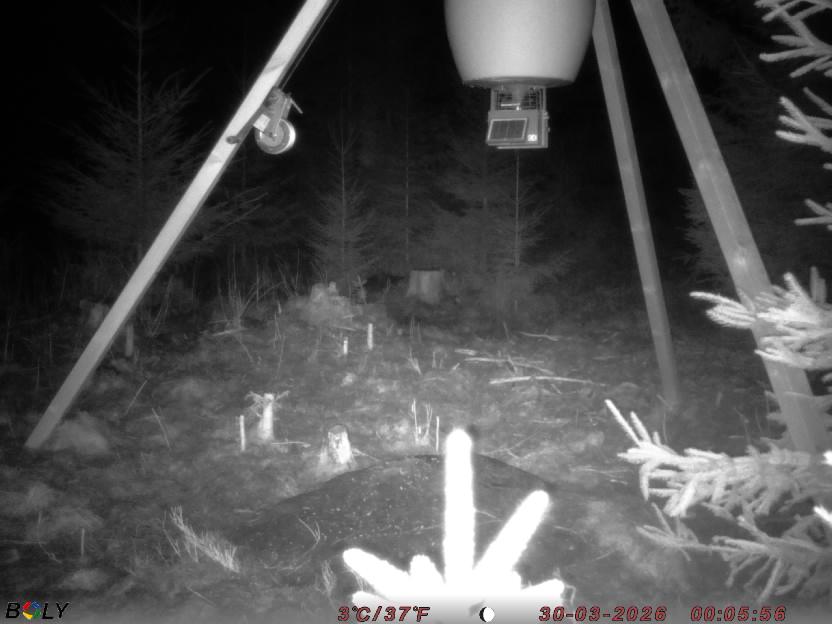 Bild från STORATRÄA