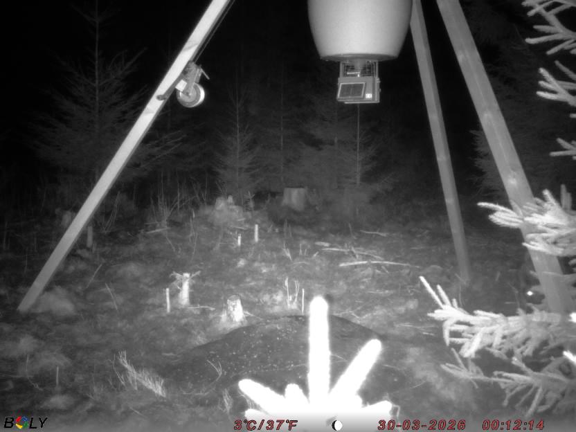 Bild från STORATRÄA