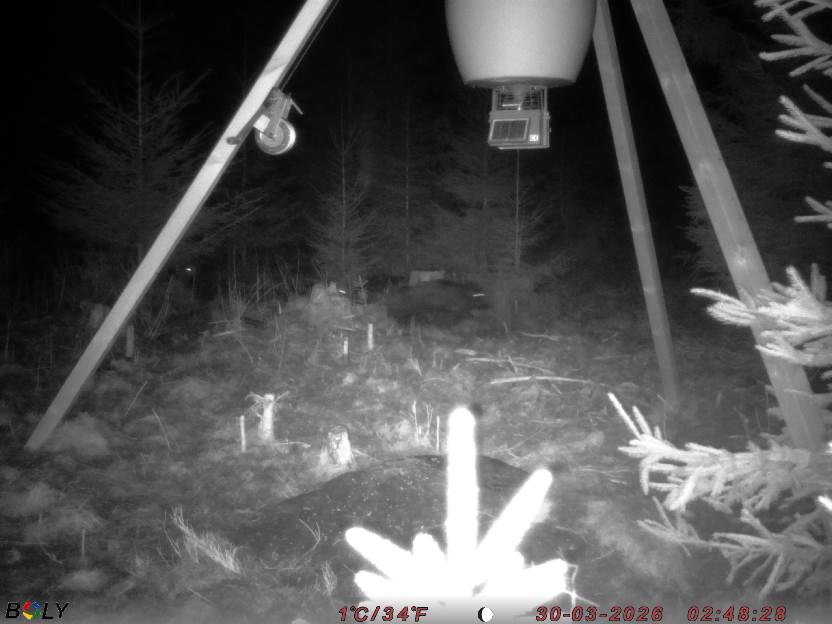 Bild från STORATRÄA