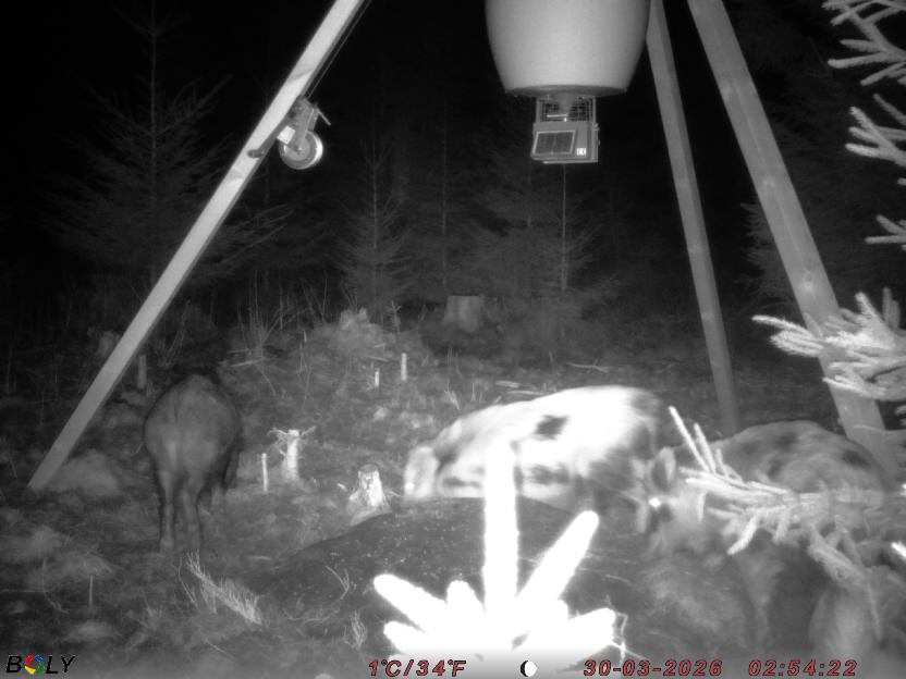 Bild från STORATRÄA