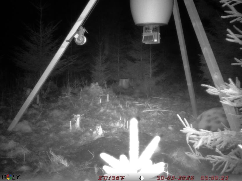 Bild från STORATRÄA