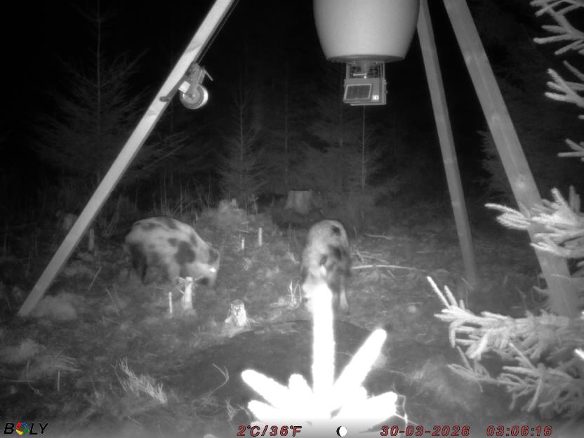 Bild från STORATRÄA