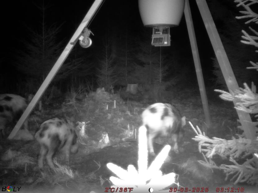 Bild från STORATRÄA