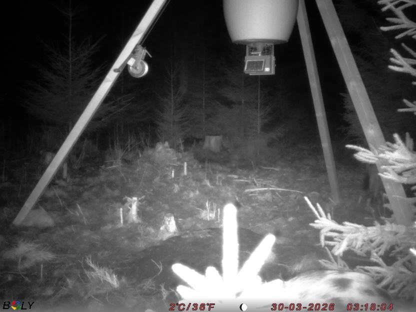 Bild från STORATRÄA