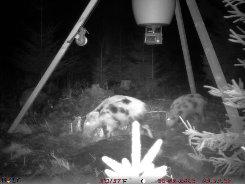 Bild från STORATRÄA