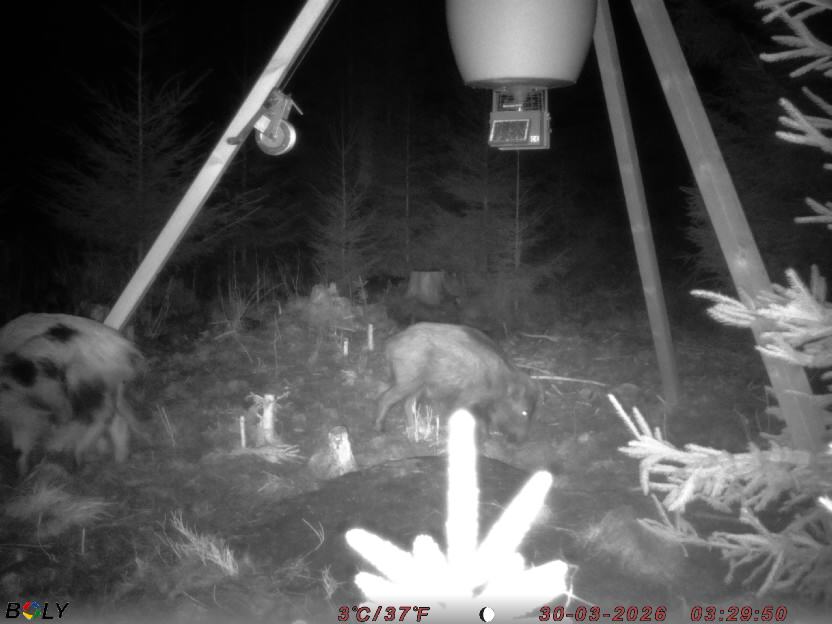 Bild från STORATRÄA