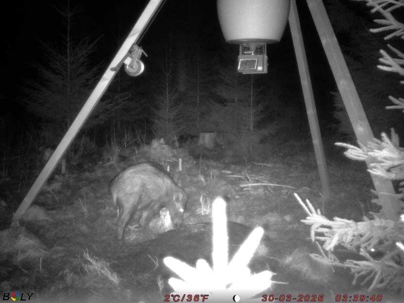 Bild från STORATRÄA