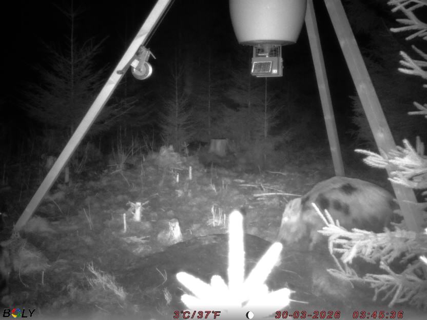 Bild från STORATRÄA