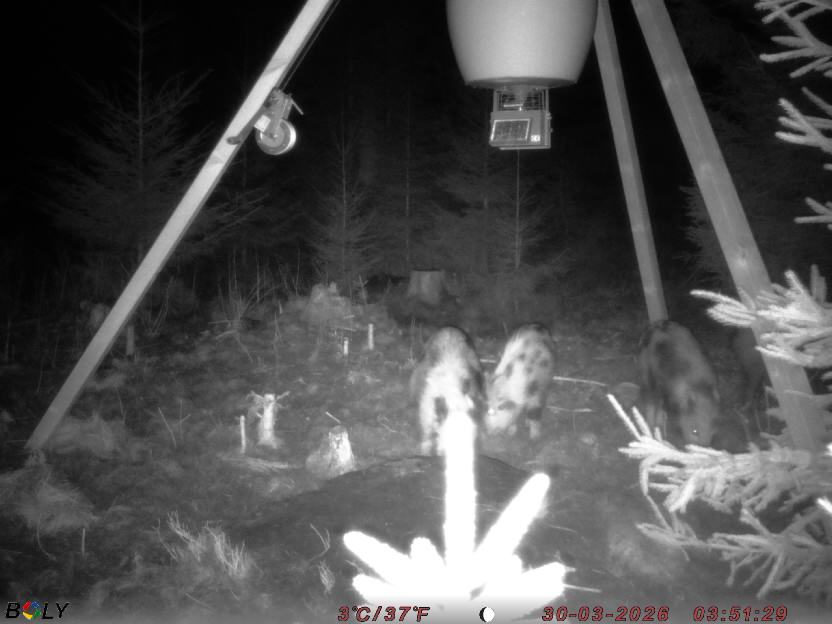 Bild från STORATRÄA