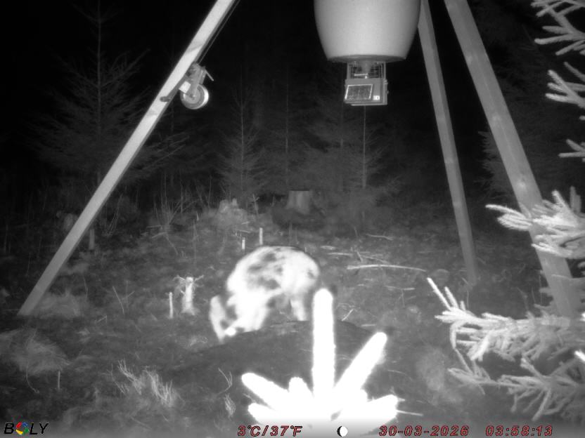 Bild från STORATRÄA