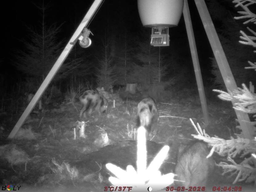 Bild från STORATRÄA