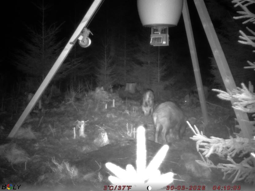 Bild från STORATRÄA