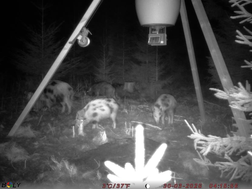 Bild från STORATRÄA