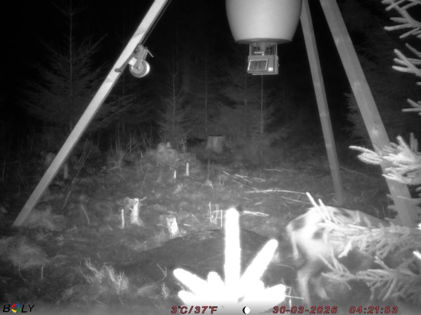 Bild från STORATRÄA