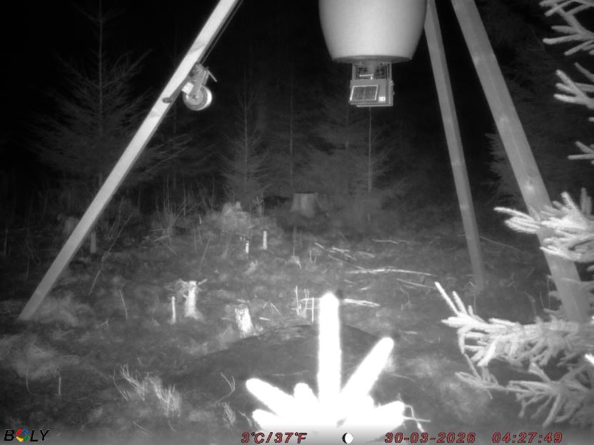 Bild från STORATRÄA