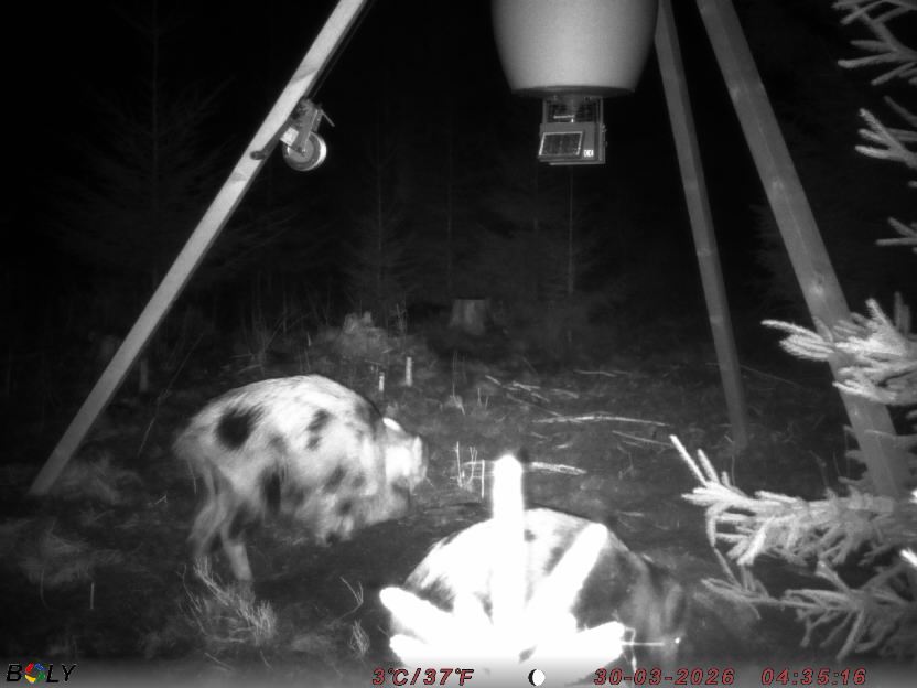 Bild från STORATRÄA