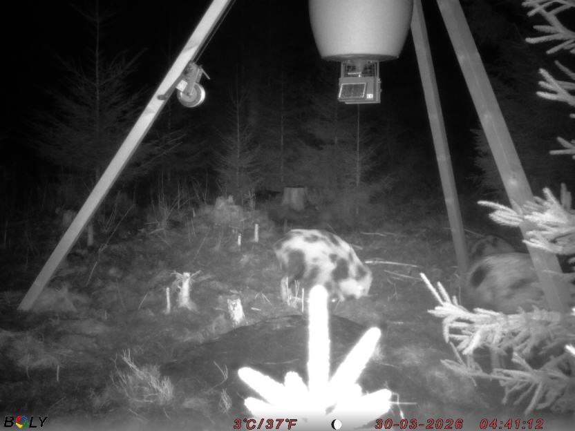 Bild från STORATRÄA