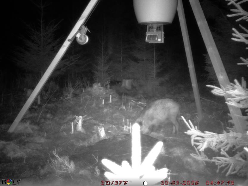 Bild från STORATRÄA