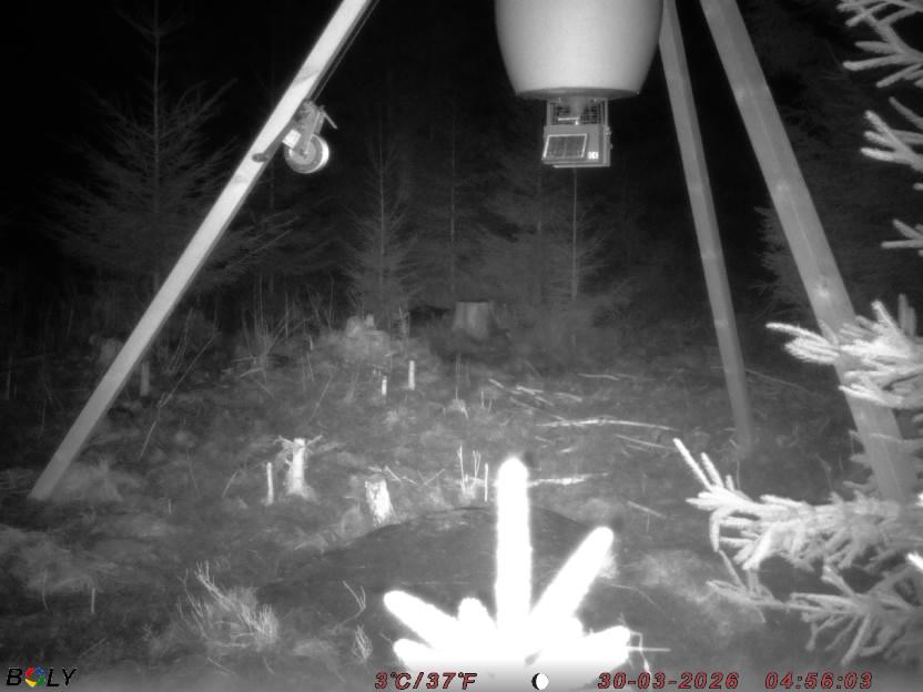 Bild från STORATRÄA