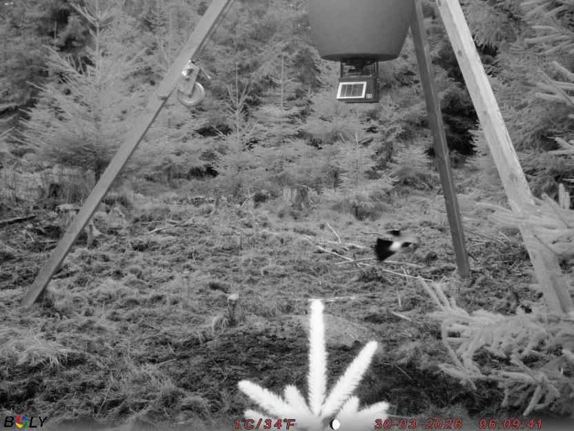 Bild från STORATRÄA