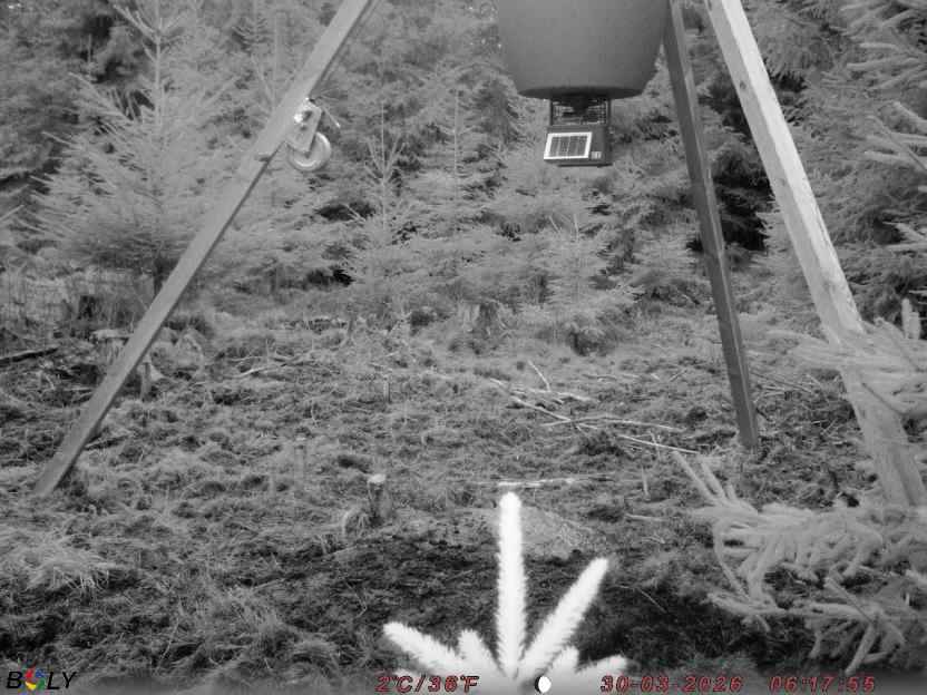 Bild från STORATRÄA