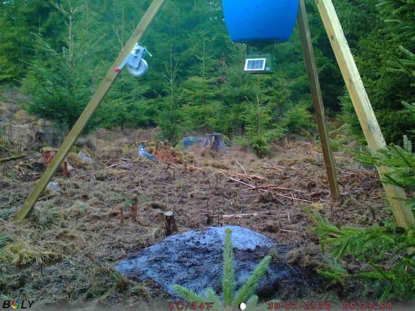 Bild från STORATRÄA