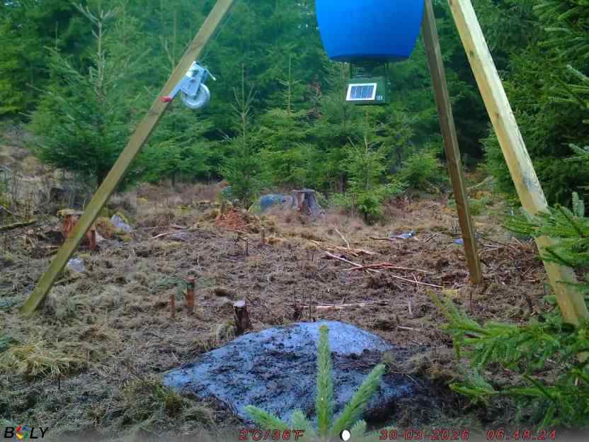 Bild från STORATRÄA