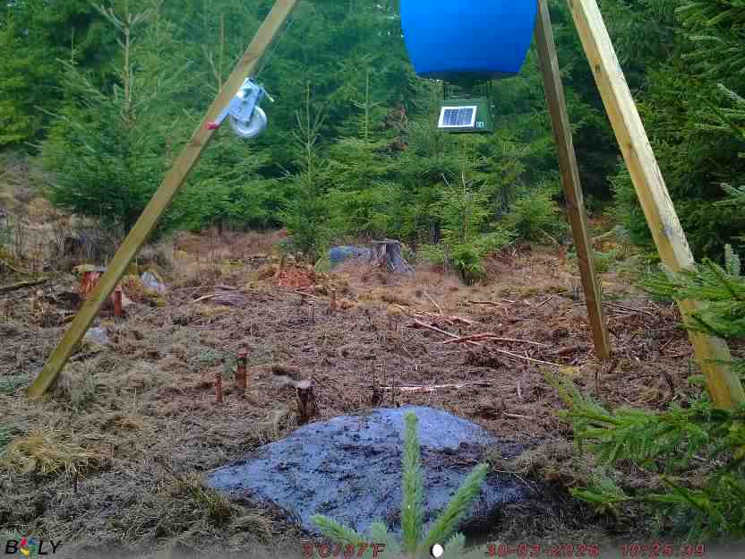 Bild från STORATRÄA