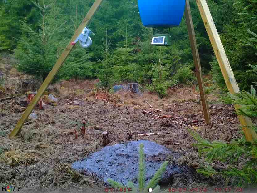 Bild från STORATRÄA