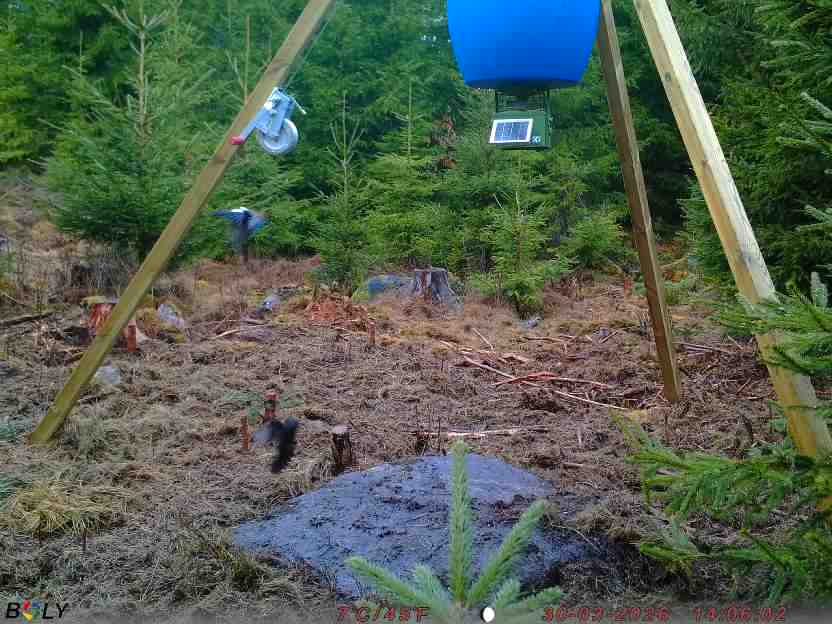 Bild från STORATRÄA