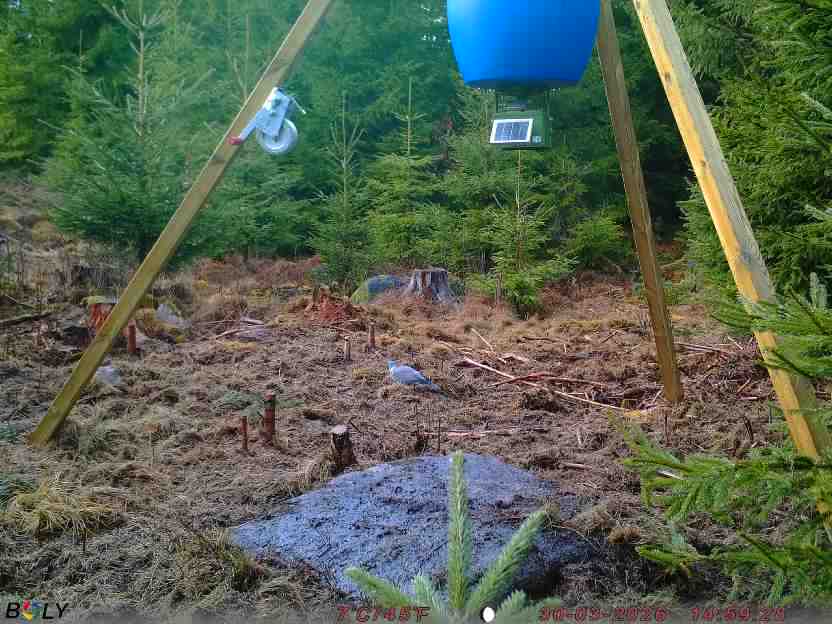 Bild från STORATRÄA