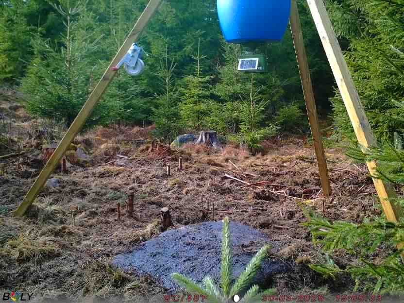 Bild från STORATRÄA