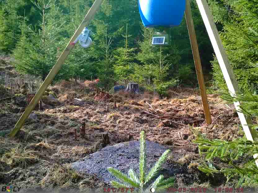 Bild från STORATRÄA